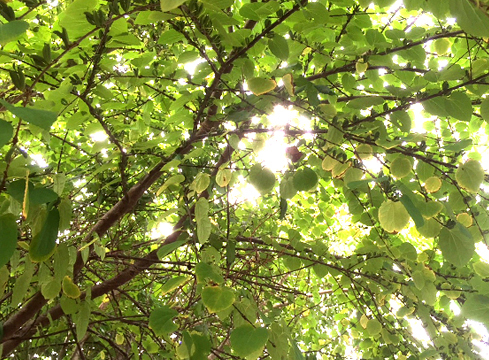 宍粟市の山崎造園のブログmaru日和 カツラ 桂 の木 果実