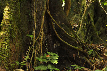 blog (6x4@300) Yoko Tree Trunks, Borneo_DSC0113-8.27.10.jpg