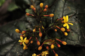 blog (6x4@300) Yoko Begonia Flowers, Borneo_DSC0107-8.27.10.jpg
